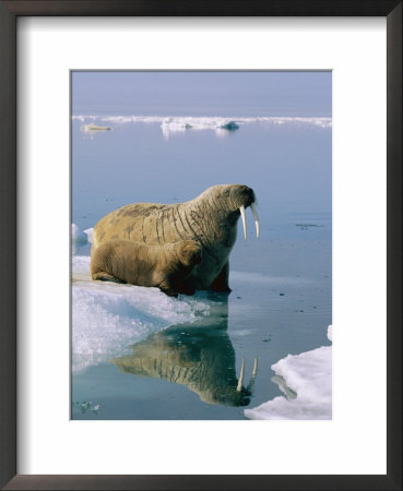 A Mother And Juvenile Atlantic Walrus Approach The Edge Of An Ice Floe by Norbert Rosing Pricing Limited Edition Print image