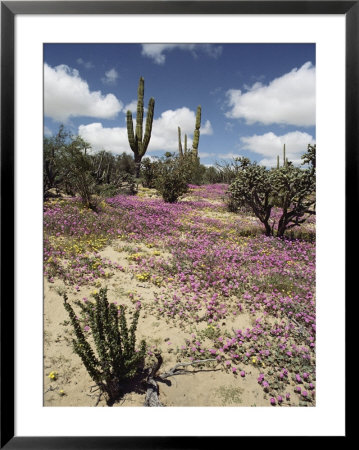 A Desert View With Red Clover Surrounding Various Cacti by Luis Marden Pricing Limited Edition Print image