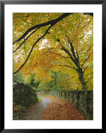 Autumn Colours Near Grasmere, Lake District National Park, Cumbria, England, Uk by Roy Rainford Pricing Limited Edition Print image