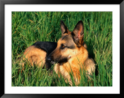 German Shepherd Lying In Grass by Francie Manning Pricing Limited Edition Print image