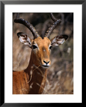 Impala Buck, Kruger National Park, Kruger National Park, Mpumalanga, South Africa by Carol Polich Pricing Limited Edition Print image