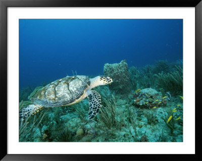 An Endangered Hawksbill Turtle Swims Near The Sea Floor by Brian J. Skerry Pricing Limited Edition Print image