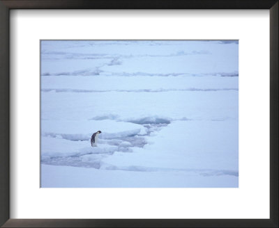 Molting Emperor Penguin On Packed Ice by Anna Zuckerman-Vdovenko Pricing Limited Edition Print image