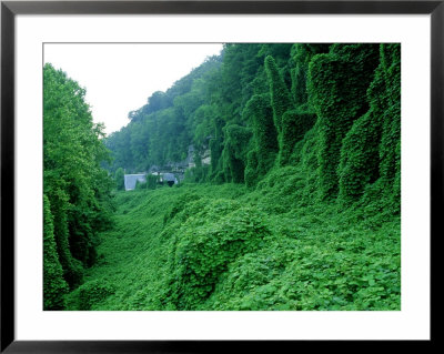 Kudzu, Introduced To Control Erosion, Now A Pest Plant by David M. Dennis Pricing Limited Edition Print image