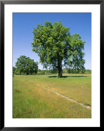 Valley Oak Trees On A Hillside In Monterey by Rich Reid Pricing Limited Edition Print image