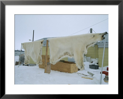 Two Polar Bear Skins Hang On A Line by Paul Nicklen Pricing Limited Edition Print image