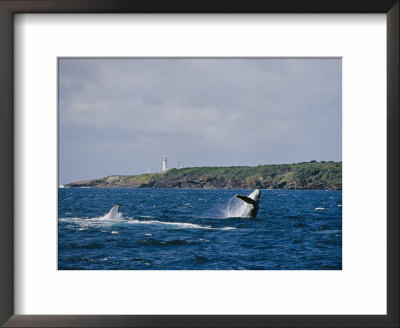 A Humpback Whale And Calf Frolic Off Coast With Lighthouse by Jason Edwards Pricing Limited Edition Print image