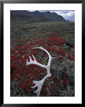 Antler Amid Alpine Bearberry, Brooks Range, Arctic National Wildlife Refuge, Alaska, Usa by Hugh Rose Pricing Limited Edition Print image