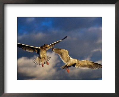 Seabirds Flying Around The Bainbridge Island Ferry In Puget Sound, Seattle, Washington, Usa by Richard I'anson Pricing Limited Edition Print image