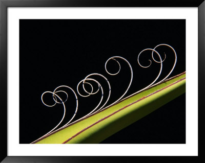 Detail Of The Curlings On The Edges Of The Leaves Of The Yucca Plant, Big Bend National Park, U.S.A by Mark Newman Pricing Limited Edition Print image