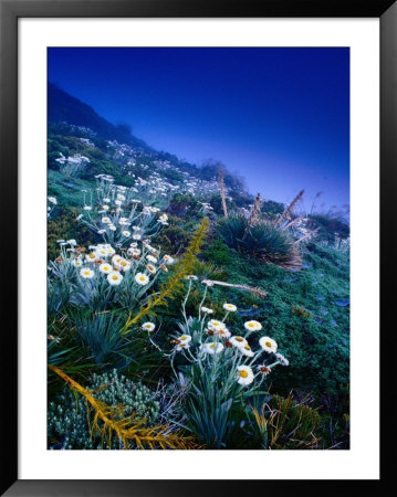 High Altitude Mountain Daisies (Celmisia Semicordata), Mt. Cook Nat. Park, Canterbury, New Zealand by Gareth Mccormack Pricing Limited Edition Print image