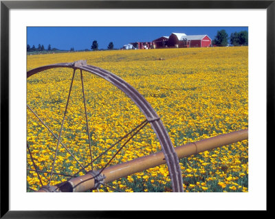 Daffodil Farm In Willamette Valley, Oregon, Usa by Janis Miglavs Pricing Limited Edition Print image