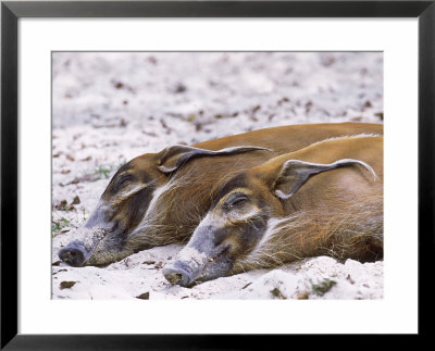 Red River Hog, Resting Pair, Zoo Animal by Stan Osolinski Pricing Limited Edition Print image