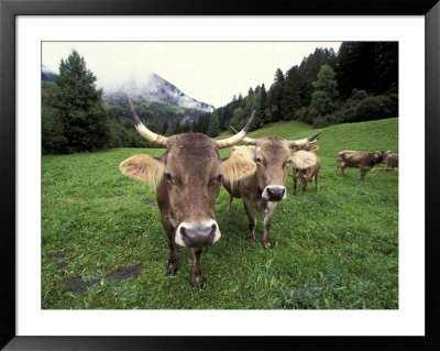 Swiss Brown Cows At Umbrail Pass, Switzerland by Gavriel Jecan Pricing Limited Edition Print image
