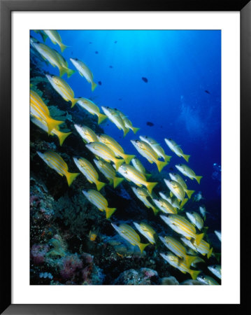 School Of Blue Stripe Snappers (Lutjanus Kasmira) At Reef, Palau, Palau by Casey Mahaney Pricing Limited Edition Print image