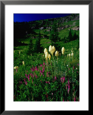 Beargrass (Xerophyllum Tenax) Near Eagle Pass, Mission Mountains Tribal Wilderness, Montana, Usa by Gareth Mccormack Pricing Limited Edition Print image
