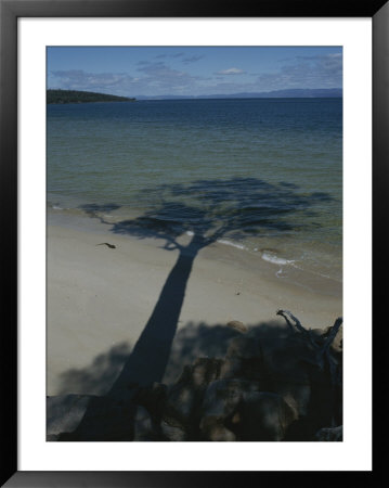 The Shadow Of A Tree Juts Out Over The Water At Hazards Beach by Sam Abell Pricing Limited Edition Print image