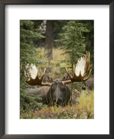 A Moose At Rest In Denali National Park by Paul Nicklen Pricing Limited Edition Print image