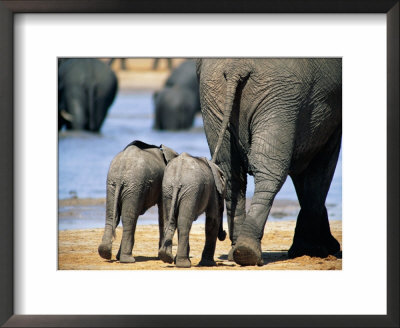 Two African Elephant Calves Walking With Their Mother To A Fresh-Water Pond by Beverly Joubert Pricing Limited Edition Print image