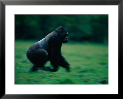 A Western Lowland Gorilla (Gorilla Gorilla Gorilla) Sprinting Through A Field by Michael Nichols Pricing Limited Edition Print image