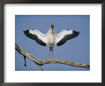 A Wood Stork Spreads Its Wings by Joel Sartore Pricing Limited Edition Print image