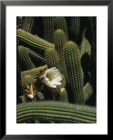 Close-Up Of Cactus Bush With Blooming White Cactus Flower by Todd Gipstein Pricing Limited Edition Print image