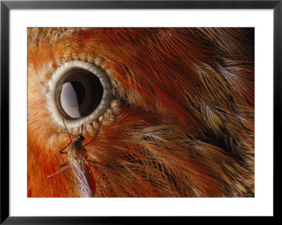 A Culex Mosquito Near The Eye Of An Iiwi Bird by Chris Johns Pricing Limited Edition Print image