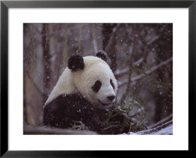 National Zoo Panda Eats Bamboo During A Winter In The Snow by Taylor S. Kennedy Pricing Limited Edition Print image