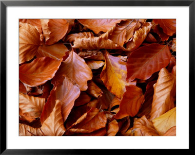 Fagus Sylvatica (Beech), Close-Up Of Fallen Autumn Leaves by Susie Mccaffrey Pricing Limited Edition Print image