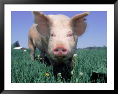 Close-Up Of Pig by Lynn M. Stone Pricing Limited Edition Print image