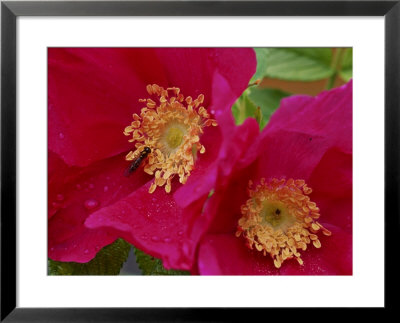 Rosa Scabrosa In Flower by Mark Bolton Pricing Limited Edition Print image