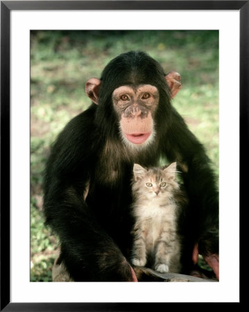 Chimpanzee Sitting With A Kitten by Richard Stacks Pricing Limited Edition Print image
