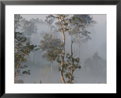 Tropical Rainforest On The Border Of Burma And Thailand by Gavriel Jecan Pricing Limited Edition Print image