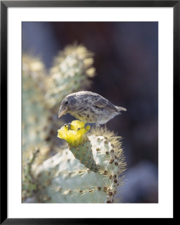 Cactus Finch, Feeding On Opuntia Cactus Blossoms, Santa Cruz Island, Galapagos by Mark Jones Pricing Limited Edition Print image