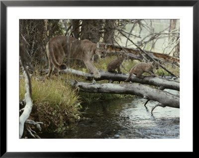 Mountain Lion And Kittens Cross A Creek On Logs by Jim And Jamie Dutcher Pricing Limited Edition Print image