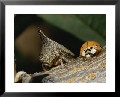 Ladybug And A Leafhopper Encounter Each Other On A Twig by George Grall Pricing Limited Edition Print image