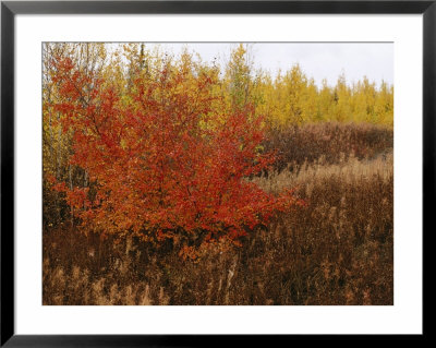 A Dwarf Birch Tree Shows Its Autumn Colors by Raymond Gehman Pricing Limited Edition Print image