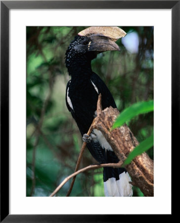 Silvery Cheeked Hornbill, Lake Manyara National Park, Tanzania by Ariadne Van Zandbergen Pricing Limited Edition Print image