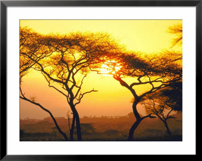 Tanganyika Thorn Trees With Brilliant Sunset In Background At Serengeti National Park by Loomis Dean Pricing Limited Edition Print image