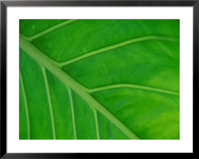 Underside Of Philodendron Leaf by Andrew Lord Pricing Limited Edition Print image