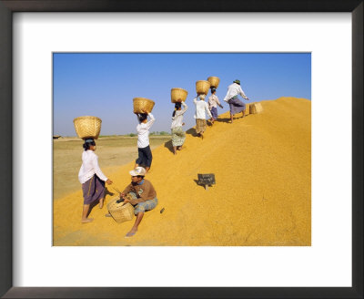Girls Depositing Rice Tax, Government Rice Depot Near Thaton, Myanmar, Asia by Upperhall Ltd Pricing Limited Edition Print image
