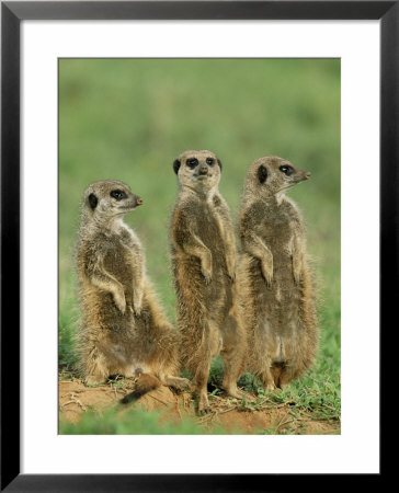 Three Meerkats (Suricates), Suricata Suricatta, Addo National Park, South Africa, Africa by Ann & Steve Toon Pricing Limited Edition Print image