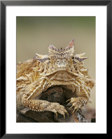Horned Lizard Or Toad Rests On Tree Stump, Cozad Ranch, Linn, Texas, Usa by Arthur Morris Pricing Limited Edition Print image
