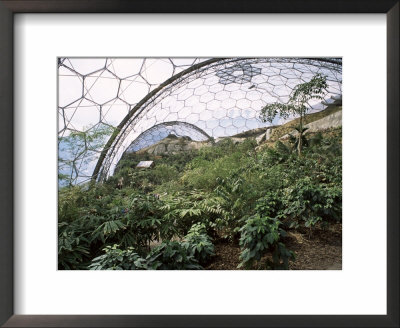 Biome Interior, The Eden Project, Near St. Austell, Cornwall, England, United Kingdom by R H Productions Pricing Limited Edition Print image