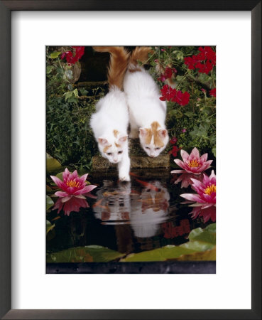 Domestic Cat, Two Turkish Van Kittens Watch And Try To Catch Goldfish In Garden Pond by Jane Burton Pricing Limited Edition Print image