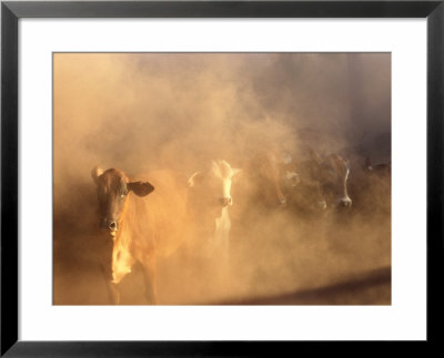Dusty Cattle Muster, Cape York Peninsula, Australia by Oliver Strewe Pricing Limited Edition Print image