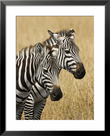 Zebras Herding In The Fields, Maasai Mara, Kenya by Joe Restuccia Iii Pricing Limited Edition Print image