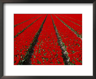Red Tulip Field In Lisse, Amsterdam, North Holland, Netherlands by Izzet Keribar Pricing Limited Edition Print image