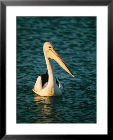 A Portrait Of A Pelican Swimming Near Monkey Mia On Shark Bay by Bill Ellzey Pricing Limited Edition Print image