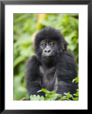Infant Mountain Gorilla (Gorilla Gorilla Beringei), Amahoro A Group, Rwanda, Africa by James Hager Pricing Limited Edition Print image